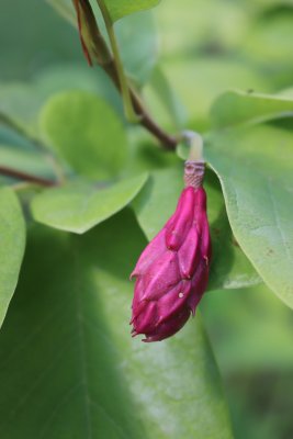 Magnolia sieboldii - šácholan Sieboldův - plod